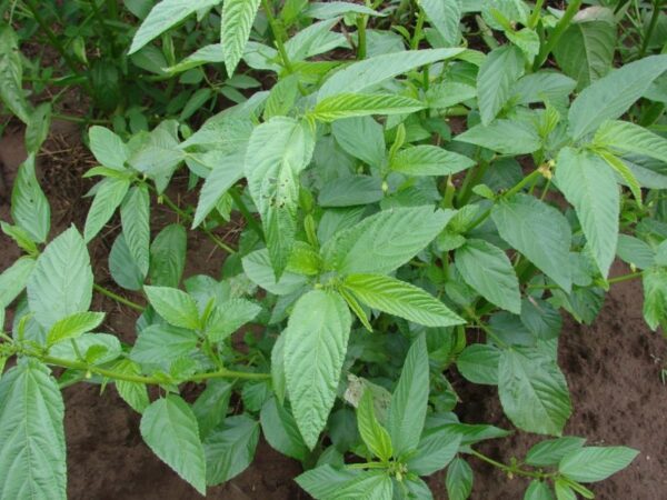 Jute Mallow