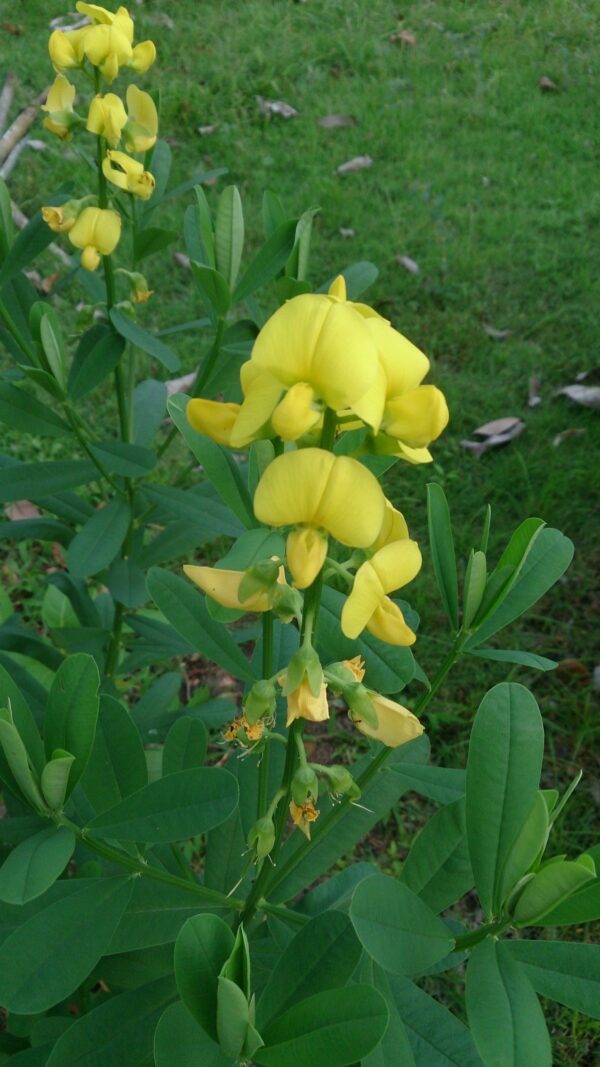 Crotalaria
