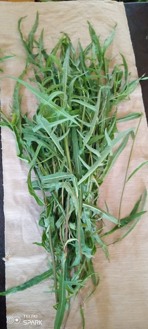 Mchunga- Bitter Lettuce